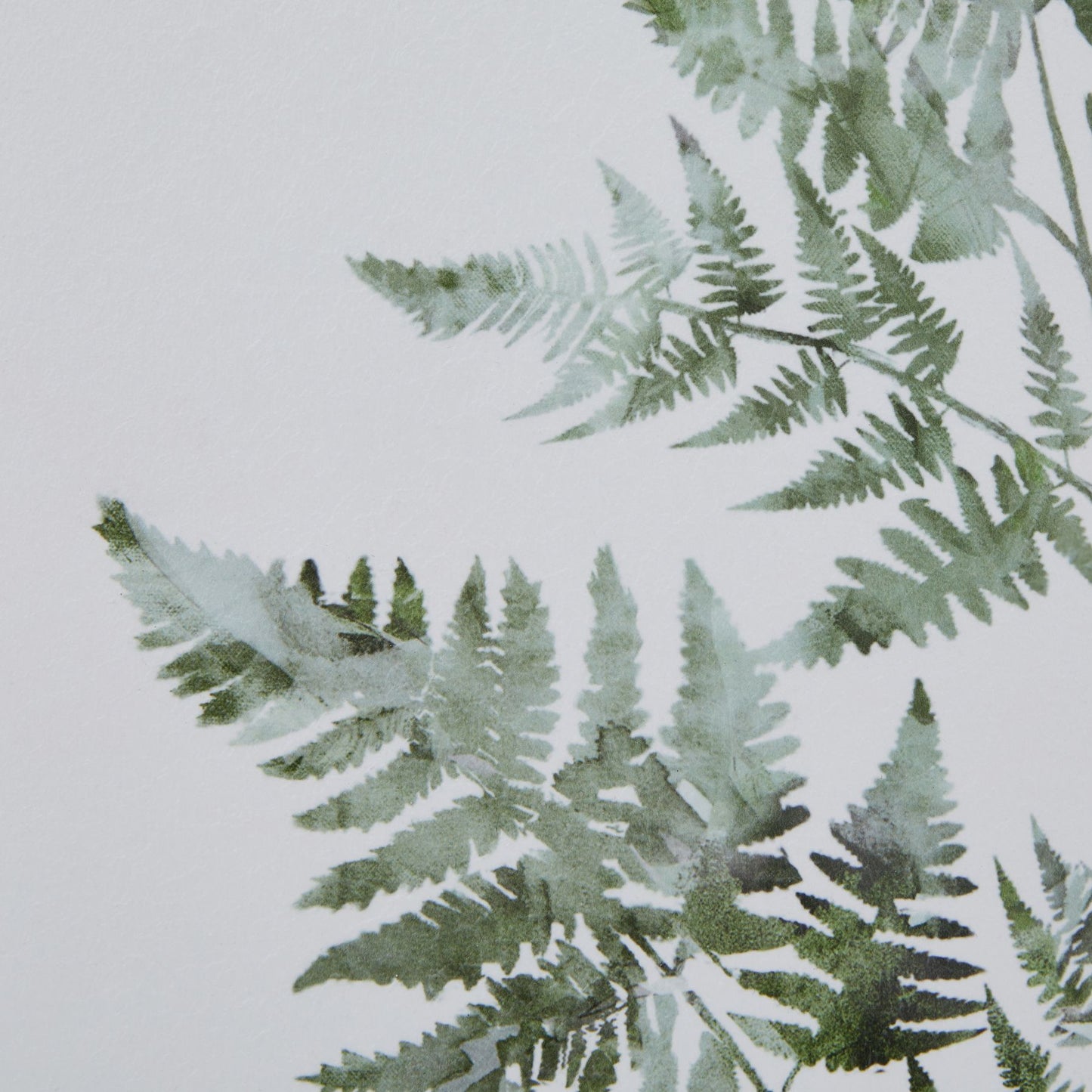 Watercolour Ferns in Washed Wood Frame
