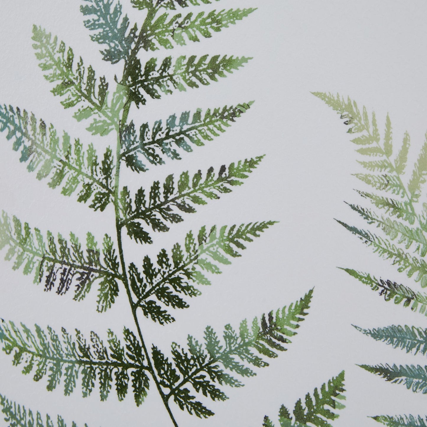 Watercolour Ferns in Washed Wood Frame